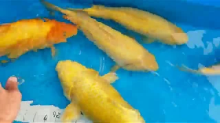 Konishi Koi Farm Super Jumbo Karashigoi Growth Update 6/22/2020