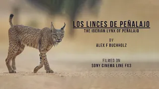 The Iberian Lynx of Peñalajo | Filmed with a Sony Cinema Line FX3 | Los Linces Ibericos de Peñalajo