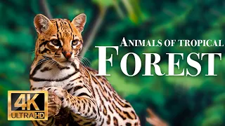 rainforest wild animals 4k - Wonderful wildlife movie with soothing music