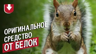 Самое оригинальное средство от белок