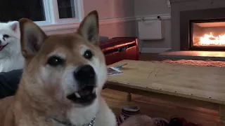 Mouthy Shiba Inu tells a story