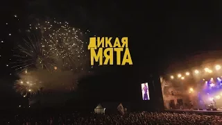 Дикая Мята 2017 - анонс официального видео