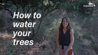 How to Properly Water a Tree - Deep Watering 101