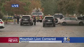 Mountain Lion Spotted In Pleasanton Office Park