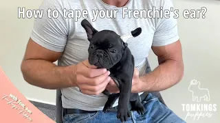 How to tape your Frenchie's ear?