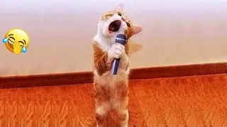 🐶 Funniest Dogs and Cats 😸 Funny Cats Moments 😂😍