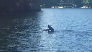 Mother Bear Swims with Cub atop Her Head || ViralHog