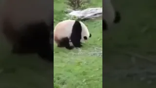 Кунг-фу панда в реальной жизни🐼Kung fu panda in real life🐼#panda #playing #animals #nature #beauty