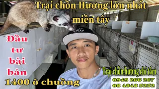 Chồn Hương giống : TRANG TRẠI LỚN NHẤT MIỀN TÂY .