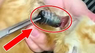 WARNING! CAT BOTFLY Removal Compilation - Rescue Cat Larva Botfly Extraction