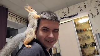 Такие наши вечера с белочкой дома...! 🧡 How we spend our evenings with a squirrel