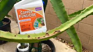 How to Treat Dragon Fruit Fungal Disease and Cactus Rust