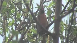 cardinal singing in a tree_(converted).avi