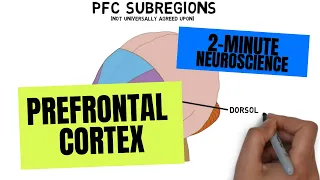 2-Minute Neuroscience: Prefrontal Cortex