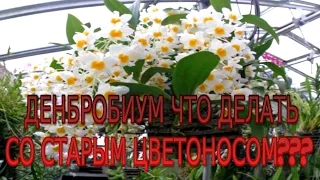 Дендробиум что делать со старым цветоносом???