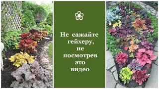 ❀ Не сажайте гейхеру, не посмотрев это видео