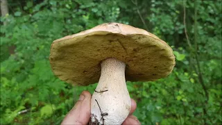 Виды белых грибов