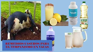 Remedios caseros para el timpanismo en vacas