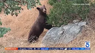 Increased bear sightings prompt alert at San Bernardino campground