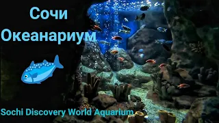 Путешествие на машине🚙Sochi Discovery World Aquarium🧜‍♀️Океанариум Сочи🦈 #туризм #океанариум