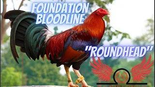 Roundhead : The 4 Foundation Bloodlines Part 3