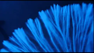 Fungi time lapse videos: mould, mycelium and bioluminescence.
