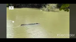 💯😱Incredible crocodile and wild fish Hunt inwater komodo dragon vs crocodile-credits: unknown #wild