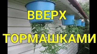 Расти вверх корнями? Запросто!