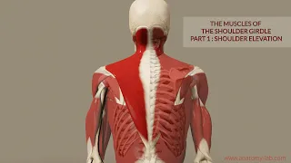 Muscles of the Shoulder Girdle 1- Part: Shoulder Elevation (3D Anatomy)