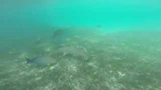 snorkeling in Maldives kuredu island shark