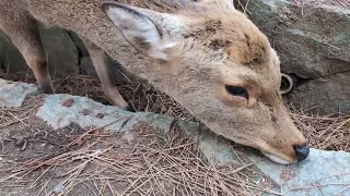 小鹿ちゃん何たべてるの🦌【奈良公園】