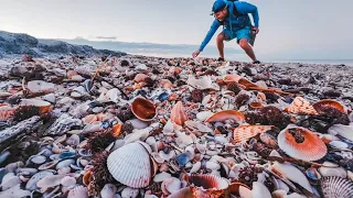 Encountered PILES of shells on remote barrier island in Florida