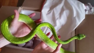 Unboxing Green Tree Pythons!