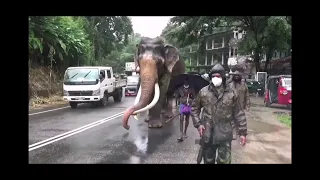 Srilankan Big Elephant Tusker come to kandy with government security | Army, police, STF