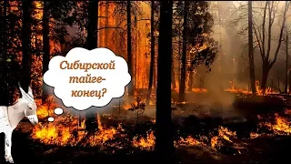 Сибирской тайге конец? | Уши машут ослом (61)