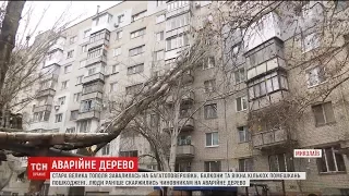 У Миколаєві величезне дерево обвалилось на житловий будинок