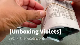 African violets- Unboxing my first Violet Barn order