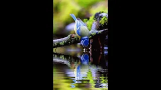 Suoni di CANARINI che cantano per stimolare gli altri uccelli-suono per stimolare il tuo CANARINO