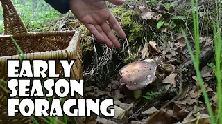 Early Season Mushroom Foraging