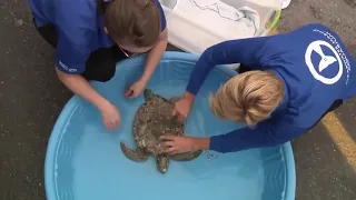 Rescue Sea Turtles | Removing Barnacles from Poor Sea Turtles | Turtles Barnacles Removal