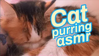 cat purring Asmr #1