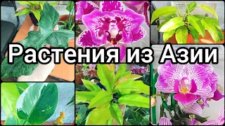 #Растения #Азия спустя #год 🌿Довольна ли я покупкой🌸 #отзыв 🌿Филодендроны #Орхидеи #цветы #растения