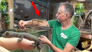 TERRARIEN in jeder Ecke! - Oli's Reptilien und sein Tier-Reich *Haustier Extrem*