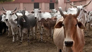 В Индии нашли золото в моче коров (новости)