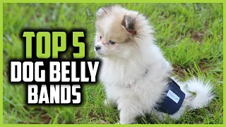 ✅Top 5 Best Belly Bands for Dogs 2024 With Peeing Problems