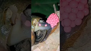 Close-up of snail laying eggs | Tropical Forest Bees #snails