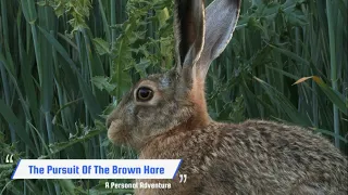 Air Rifle Hunting, The Ultimate Airgun Quarry, The Brown Hare