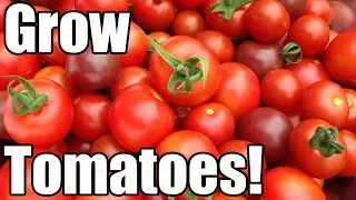 How to Grow Tomatoes from Seed to Harvest (The OYR Way to Early Harvests & Larger Yields)