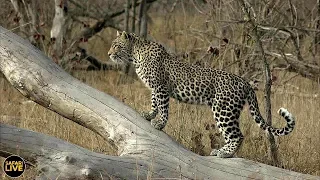 safariLIVE - Sunrise Safari - August 04, 2019