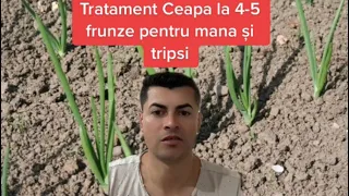 🧅✅🧅Tratament Aplicat la Cultura de Ceapa la 4-5 Frunze pentru Mana ,Tripsi …🧅✅🧅